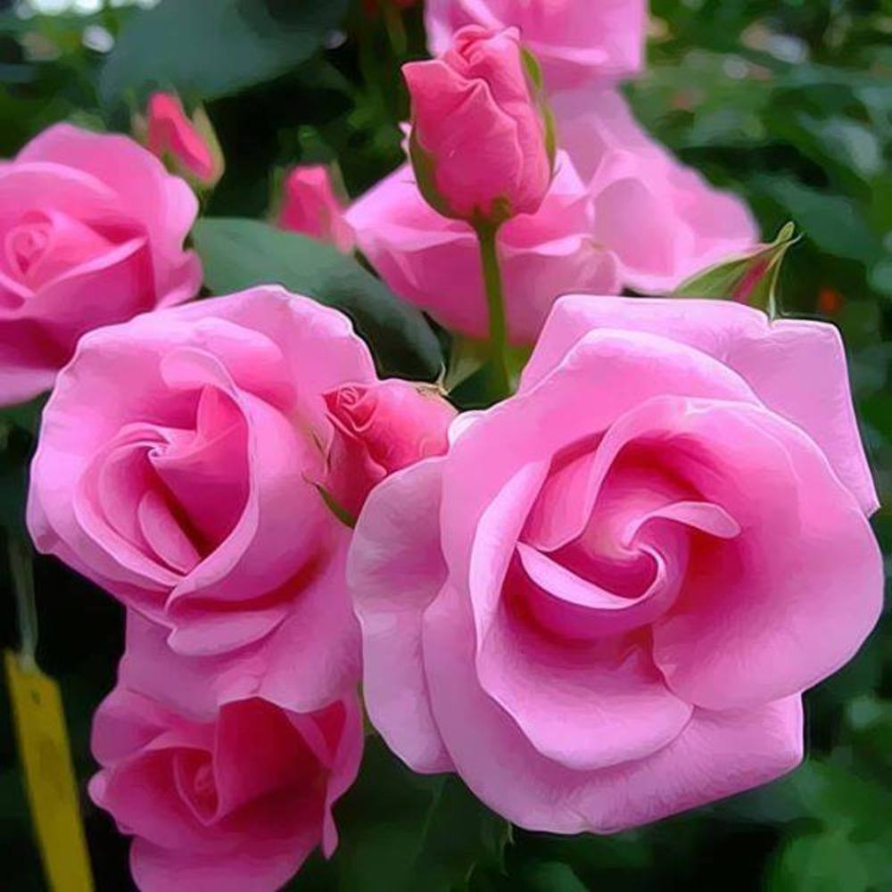 Meet your Posher, Marie